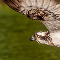 Osprey with rainbow trout